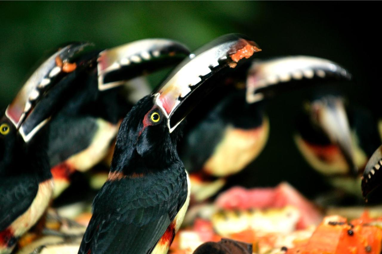 Sweet Songs Jungle Lodge Сан-Игнасио Экстерьер фото